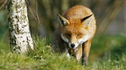 Uzsāk meža dzīvnieku vakcināciju