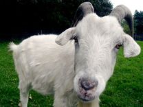 Aptur atgremotājdzīvnieku izvešanu no Latvijas