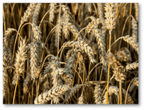 Lopbarības graudu cenas šogad zemākas; kvalitāte – laba