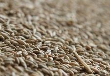 Labības sēklas varēs tirgot arī nelielos iesaiņojumos