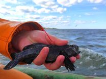 Apaļais jūrasgrundulis kā iespēja