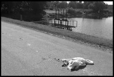 Slampē skolēnu autobusa šoferis nobraucis gulbi neuzmanības dēļ