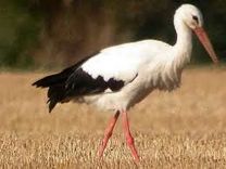 Pirmajās 10 dienās stārķus tiešraidē vērojuši teju 5000 interesentu 