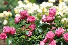 Kā vērtēja kultūras projektus un kas no tā iznāca?!