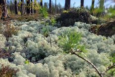 Dabas parkā «Engures ezers» tiks veikti mežainu piejūras kāpu dažādošanas darbi