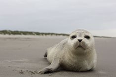 Izstrādāts Roņu aizsardzības un apsaimniekošanas plāns Latvijas ūdeņos