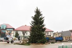 Kādai būtu jāizskatās eglītei?