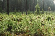 Latvijas iedzīvotāji ir pret jaunāku mežu ciršanu