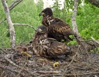 Jūras ērgļu ligzdā izšķīlušies mazuļi