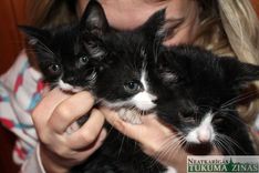 Kaķubērni meklē saimniekus!