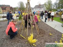 Latvijas neatkarības atjaunošanas gadadienā kandavnieki stāda pupas /FOTO/