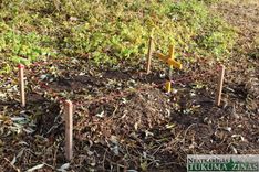 Miruša mājdzīvnieka utilizācija var izmaksāt līdz pat 300 eiro