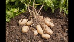 Situācija dārzos – eksperta vērtējumā