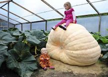 Oktobrī jau astoto reizi notiks sacensība par valsts lielākā ķirbja titulu