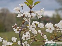 Aicina ziedot deju uzvedumam I. Ziedoņa ķiršu dārzam