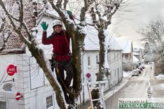 Tukuma kokos sākta vainagu veidošana