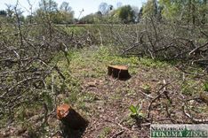 Kāpēc nozāģētas ābeles Jelgavas ielā?