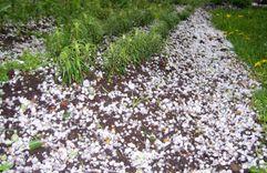 LAD: ieteikumi lauksaimniekiem, kam nopostīti tīrumi