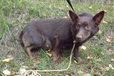 Lauku nostūrī piesien suneni, kurai tūlīt dzims kucēni