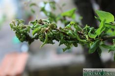 Tukumniekus apsēduši kukaiņi