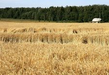 Brīvdienās dzēsti labības lauki, meklēti nomaldījušies cilvēki...