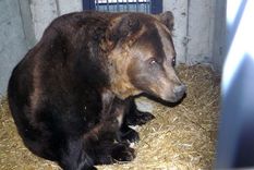 Līgatnes dabas taku lāčiem – jauns pastaigu laukums