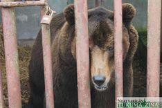 Ragaciema lācis ar jauno dzīvi Rīgas ZOO apmierināts