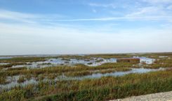 Pasaules mitrāju dienai veltīts pārgājiens Ķemeros