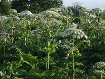 Neuzvaramais Sosnovska latvānis