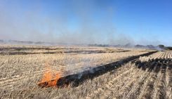 Jaunpilī deguši labības rugāji