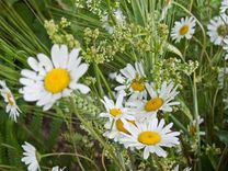 Līgo naktī vietām gaidāms lietus