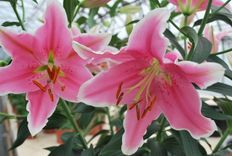 Cēlās lilijas Latvijas Dabas muzejā