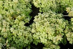 Spirejas – sniega kupena dārzā pašā pavasara plaukumā