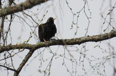 Aicina ziņot  par gredzenotiem mājas strazdiem!