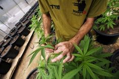 Zemgalē (arī Tukumā) aizturētas vairākas personas narkotisko vielu aprites jomā 