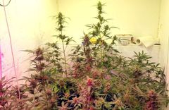 Atrasta marihuānas audzētava