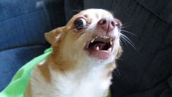 Par mazajiem sunīšiem un politiķu paškritiku