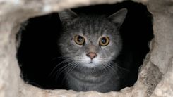 Kaķu glābšana un citi notikumi