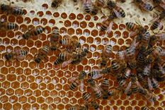 Nepareiza cīņa ar “dīvāna zemniekiem” rada draudus biškopjiem 