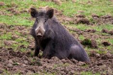 Slampē meža cūkām konstatēts Āfrikas cūku mēris