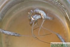 Kas tas par “briesmoni”?