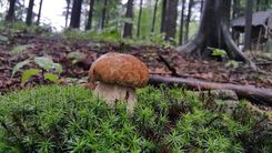 Ar telefonu kabatā un acenēm uz deguna