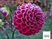 Nedēļas nogale Tukuma pusē