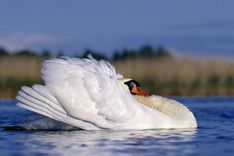 Glābēji sniedz palīdzību nelaimē nokļuvušam gulbim un kaķim