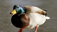 Izglābj supotāju Engurē un pīli Tumē