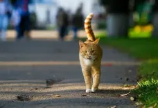 Noteikti izņēmumi, kad kaķu apzīmēšana ar mikroshēmu un reģistrācija datubāzē nav obligāta