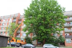 Ozolu, par laimi, neaiztiek!