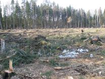 Aicina nepieņemt grozījumus noteikumos par koku ciršanu un rosina iedzīvotājus parakstīt petīciju