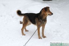 Sala laikā neaizmirstiet par dzīvniekiem!