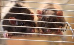 Tukuma dzīvnieku patversme novembrī